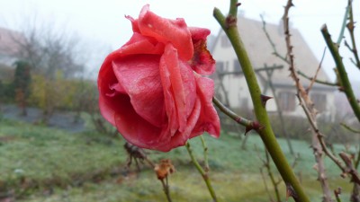 Photo rose 27 nov 2015